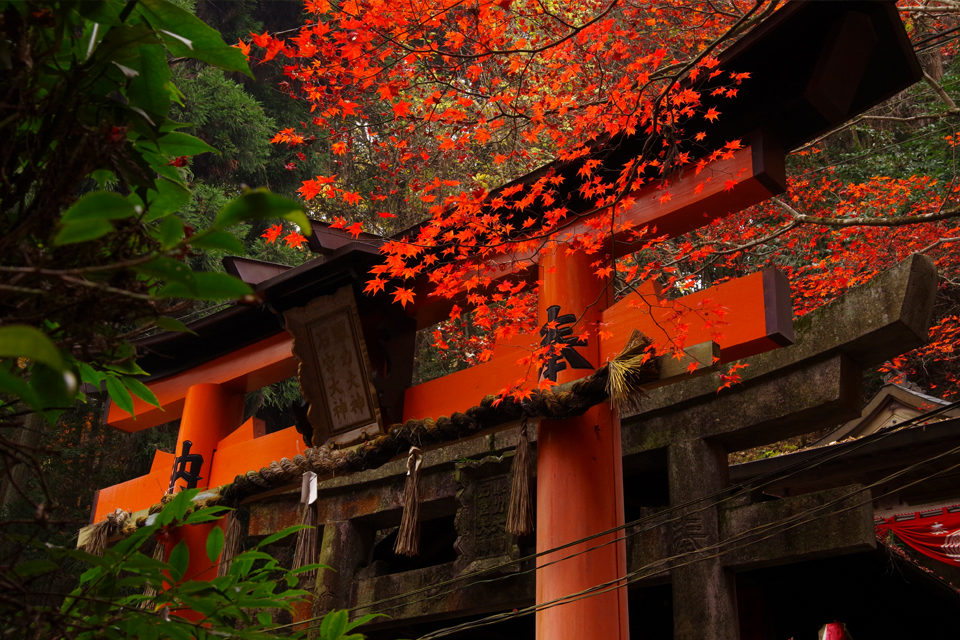 京都で一番人気の観光スポット 伏見稲荷大社 で紅葉を見よう Caedekyoto カエデ京都 紅葉と伝統美を引き継ぐバッグ