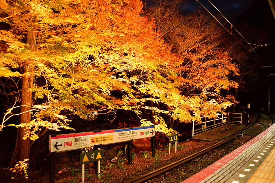 從火車上享受紅葉 叡山電車的 紅葉隧道 Caedekyoto カエデ京都 紅葉と伝統美を引き継ぐバッグ