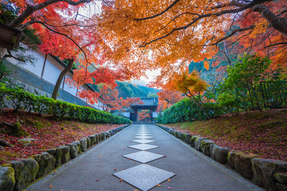 京都の紅葉観光スポットをご紹介 年京都を観光するなら南北を結ぶ京阪が便利 Caedekyoto カエデ京都 紅葉と伝統美を引き継ぐバッグ