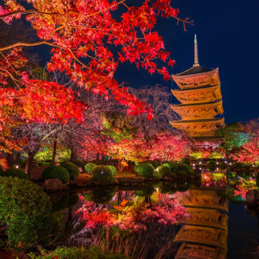 Is Komyo Ji Temple A Good Place To Enjoy Red Leaves In Kyoto Introduce The Burning Fire Like Deep Red Autumn Leaves Of Komyo Ji Temple Caedekyoto カエデ京都 紅葉と伝統美を引き継ぐバッグ