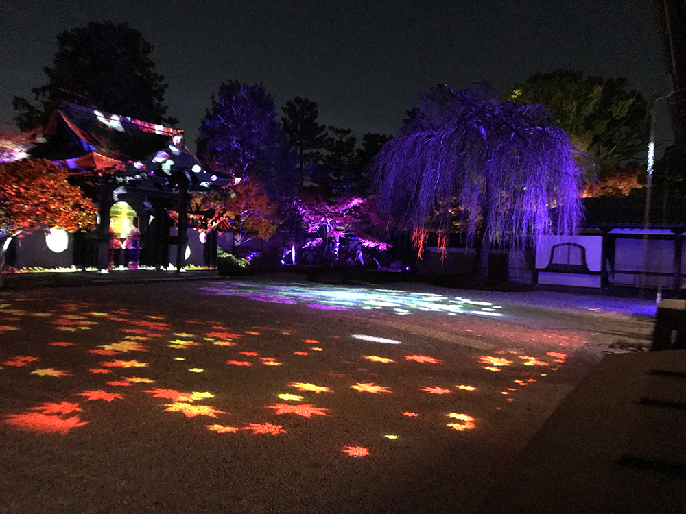 高台寺　２５年１１月２３日撮影　今年２５年の方丈庭園ライトアップ兼プロジェクションマッピング