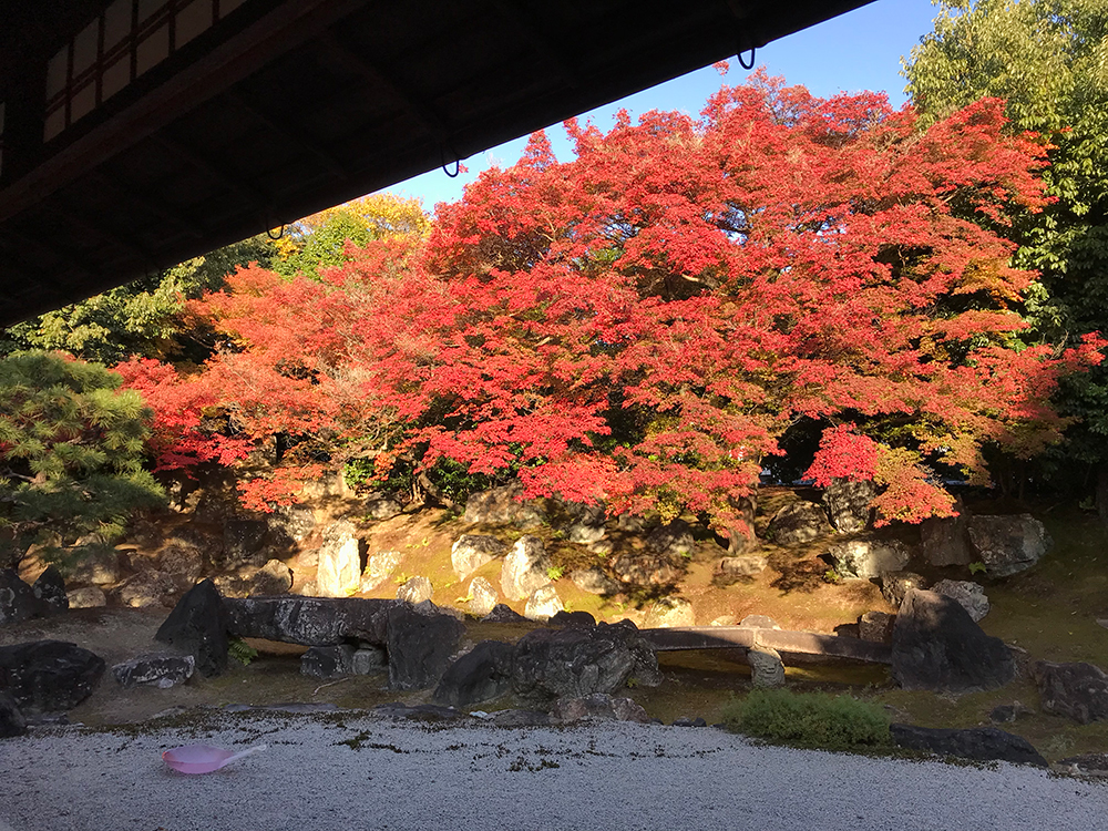 圓徳院 京都 紅葉