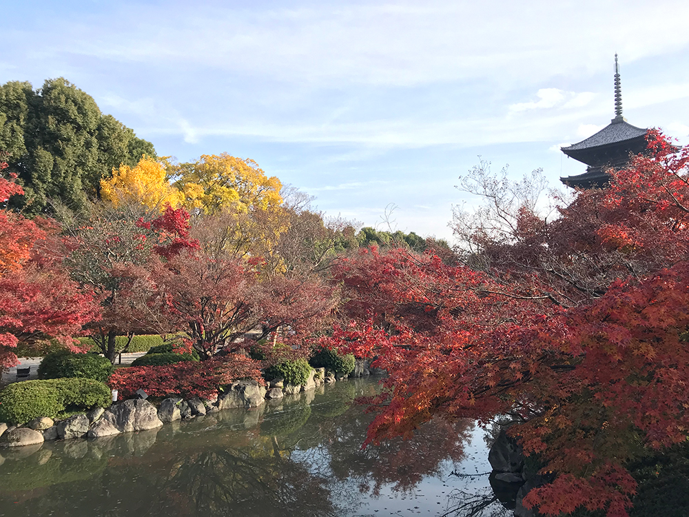 京都 東寺 五重塔と紅葉の写真