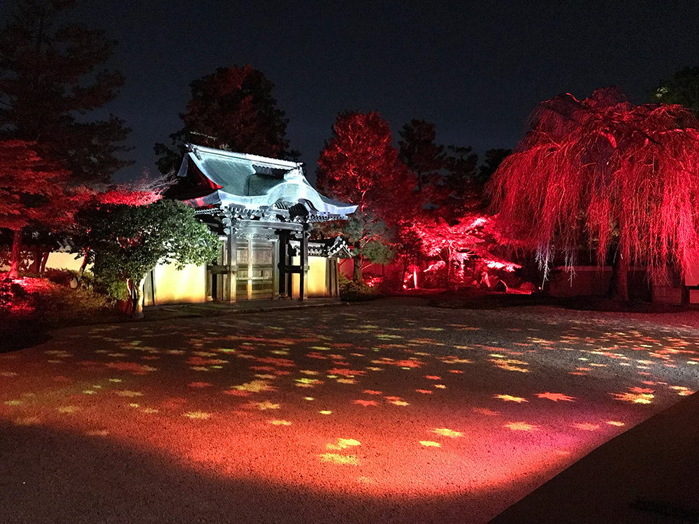 高台寺　京都　紅葉ライトアップ