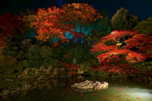 青蓮院 紅葉