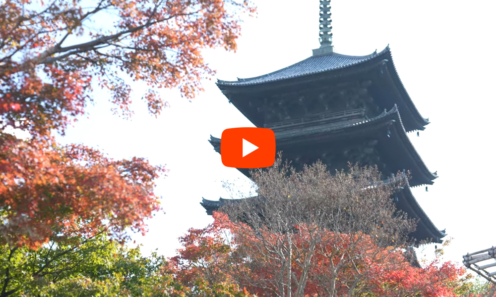 京都 東寺 紅葉(4K) カエデ・エリシア京都 caede|L’ELISIR KYOTO