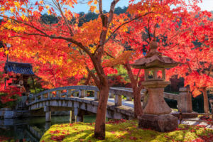 In eyes of Japanese, Kyoto red leaves are very beautiful. But how about foreigners? Are there any fall foliage cultures other than Japan?