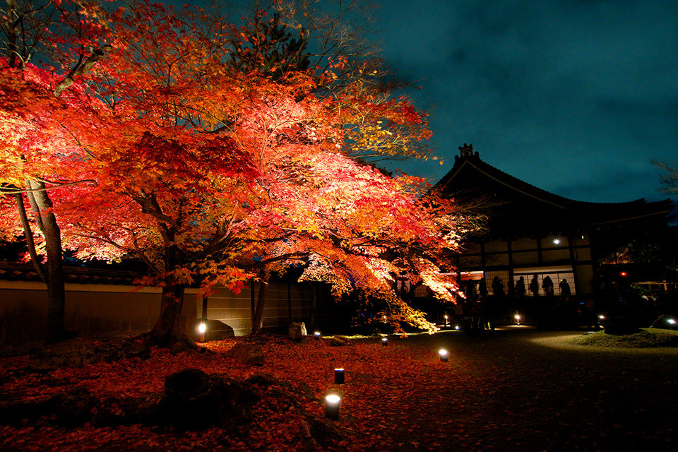 高台寺の紅葉ライトアップ3