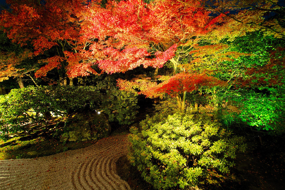 高台寺圓徳院の紅葉ライトアップ