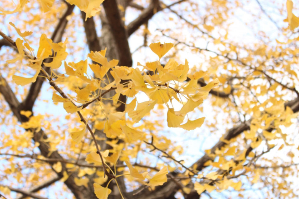 京都の紅葉は郊外の山際だけではありません 有名観光地とは別の 街なかでの秋色探しをご紹介します Caedekyoto カエデ京都 紅葉と伝統美を引き継ぐバッグ