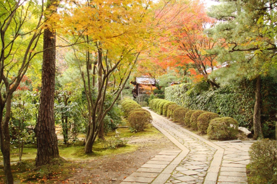 若想在京都能沉浸在秋季賞葉之旅中的話 那我們將向您介紹能觀賞到美麗楓葉的京都大德寺 Caedekyoto カエデ京都 紅葉 と伝統美を引き継ぐバッグ