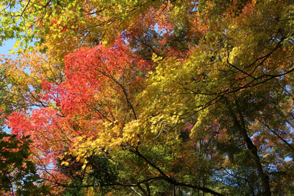 京都の秋に浸りたいなら大徳寺 美しい紅葉を堪能することができる見どころをご紹介 Caedekyoto カエデ京都 紅葉と伝統美を引き継ぐバッグ