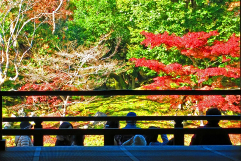 嵯峨野トロッコ列車に乗って京都の紅葉を満喫 嵯峨野トロッコ列車を利用して嵐山の紅葉の名所巡りも Caedekyoto カエデ京都 紅葉 と伝統美を引き継ぐバッグ