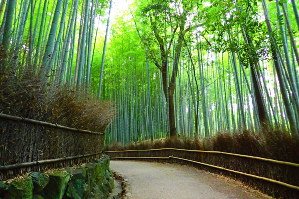 京都 嵐山で美しい紅葉と圧巻の竹林を鑑賞 おすすめの紅葉の名所とライトアップ情報をご紹介 Caedekyoto カエデ京都 紅葉と伝統美を引き継ぐバッグ
