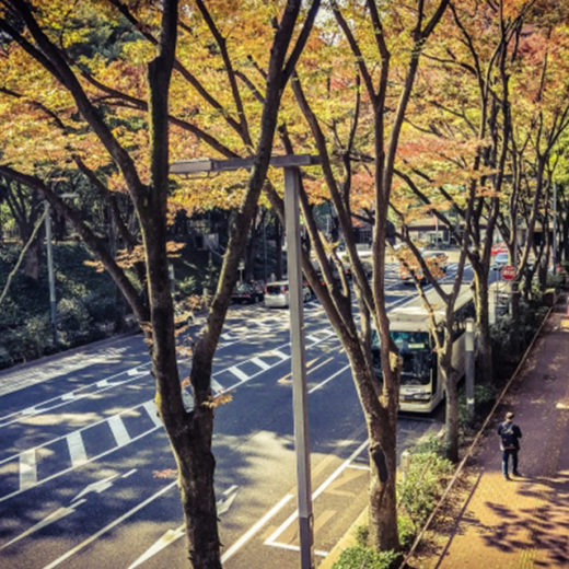 京都の紅葉を満喫するには 定期観光バスの利用も一案 主な紅葉スポットが網羅され 食事がセットのプランもおすすめ Caedekyoto カエデ京都 紅葉と伝統美を引き継ぐバッグ