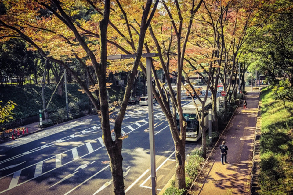 京都の紅葉を満喫するには 定期観光バスの利用も一案 主な紅葉スポットが網羅され 食事がセットのプランもおすすめ Caedekyoto カエデ京都 紅葉と伝統美を引き継ぐバッグ