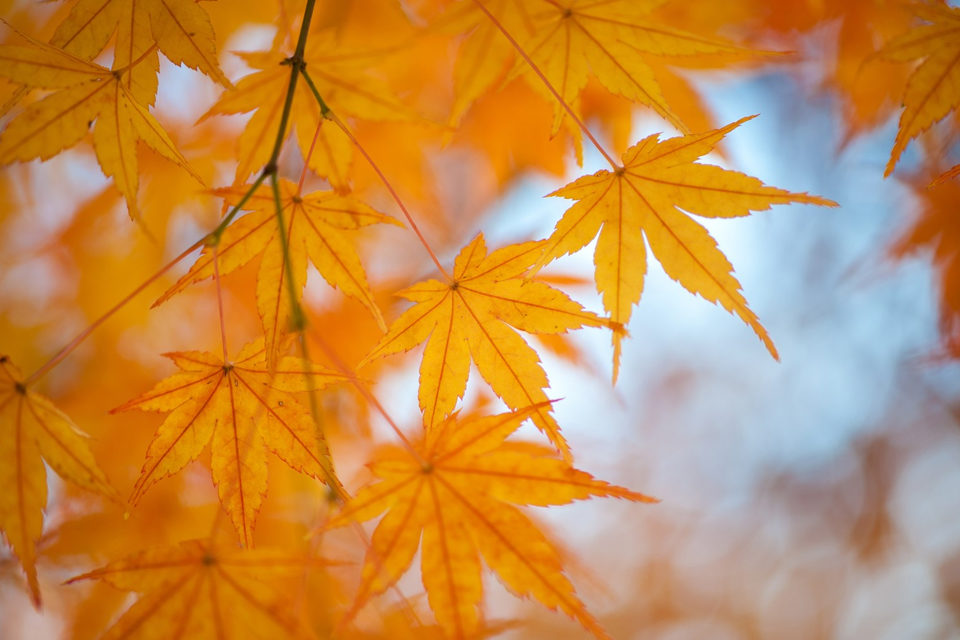鳳凰堂周邊的紅葉是京都秋天的風景詩 您難道不試著訪問平等院 沉浸在極樂淨土的世界裡嗎 Caedekyoto カエデ京都 紅葉 と伝統美を引き継ぐバッグ
