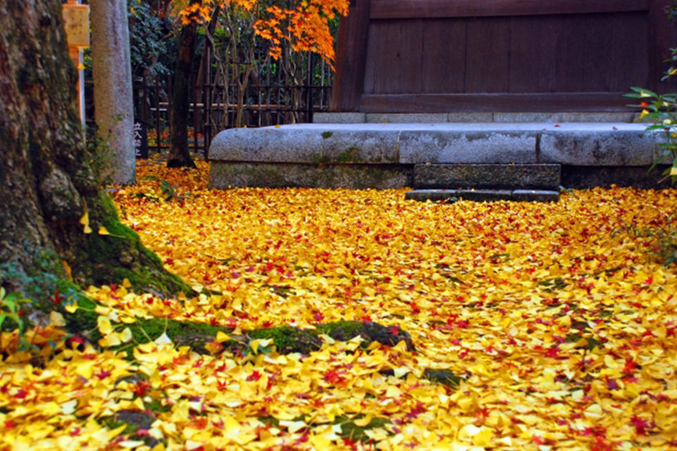 年々人気急上昇中の京都蓮華寺の紅葉の魅力とは 京都の秋の新名所スポットもご紹介 Caedekyoto カエデ京都 紅葉と伝統美を引き継ぐバッグ