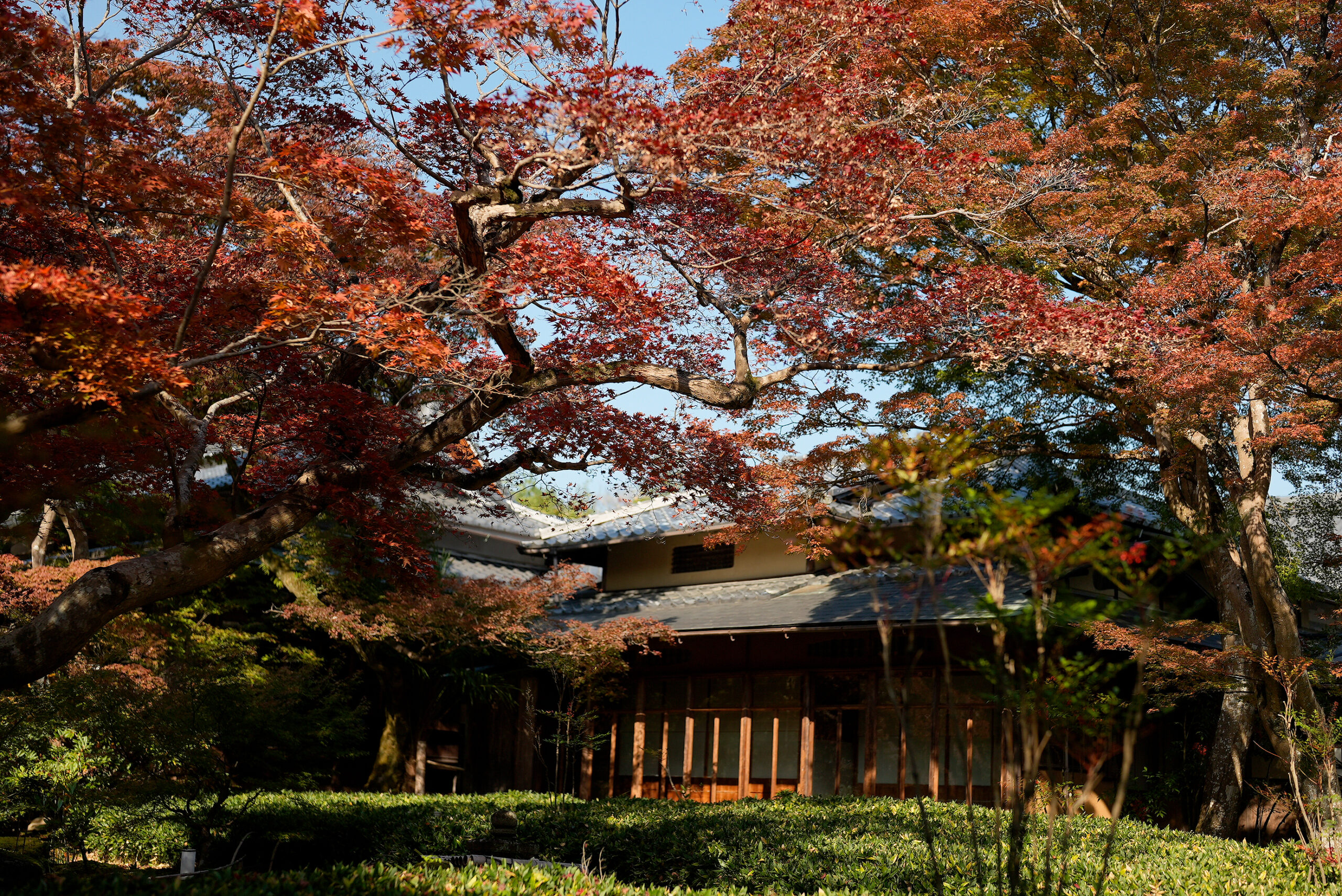 紅葉の宝巌院 京都