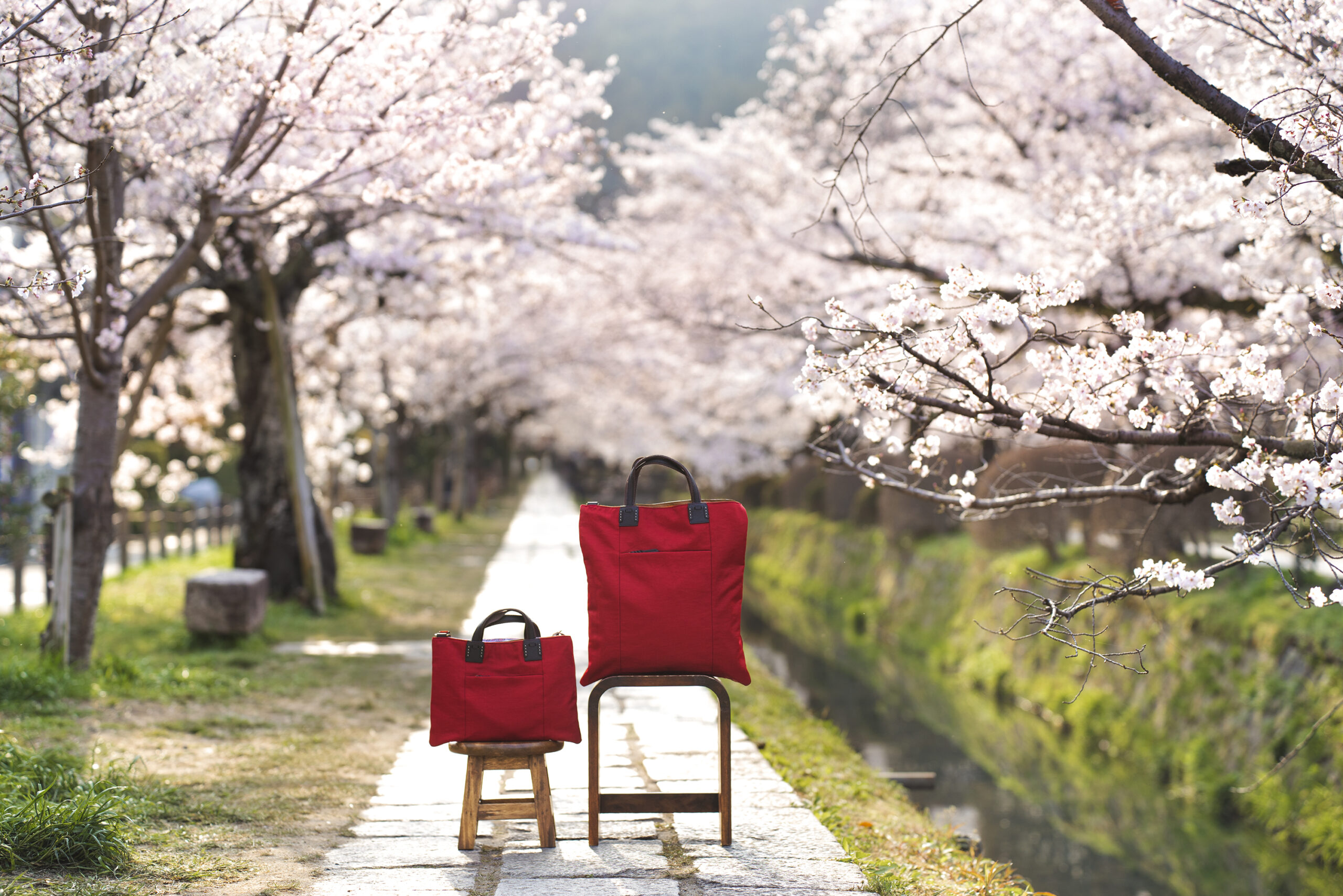 春の京都　哲学の道の満開の桜