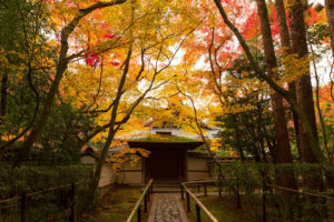 大徳寺 紅葉
