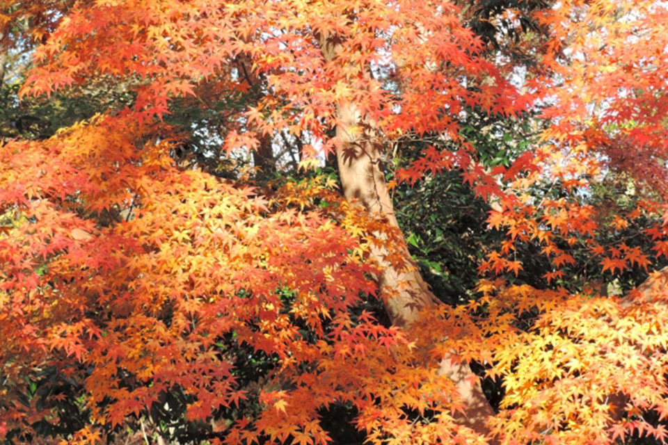 秋本番には一足早い10月上旬の京都ですが、この時季ならではの見どころもたくさんあります。