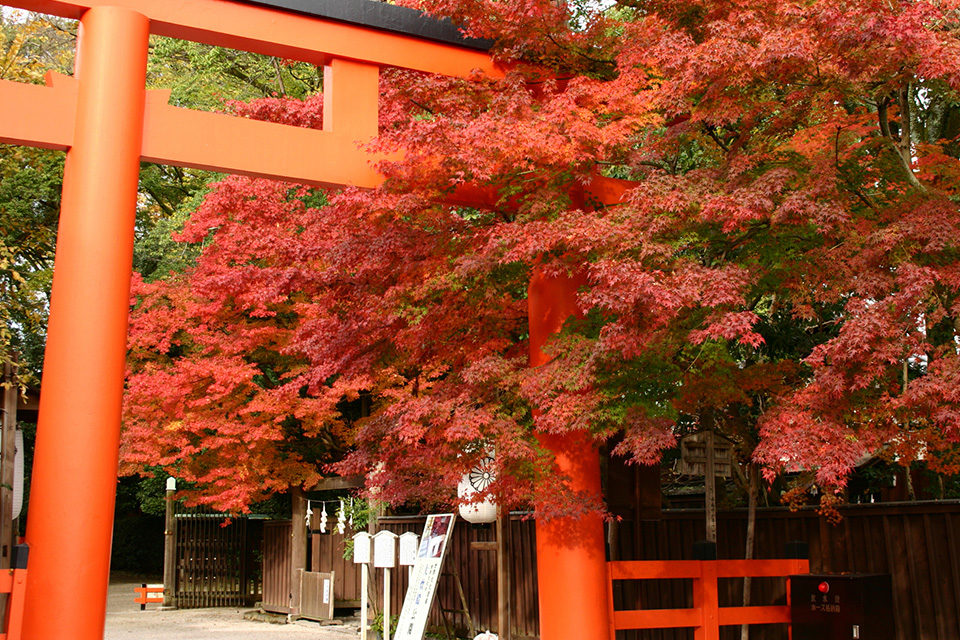 下鴨神社鳥居ともみじの紅葉