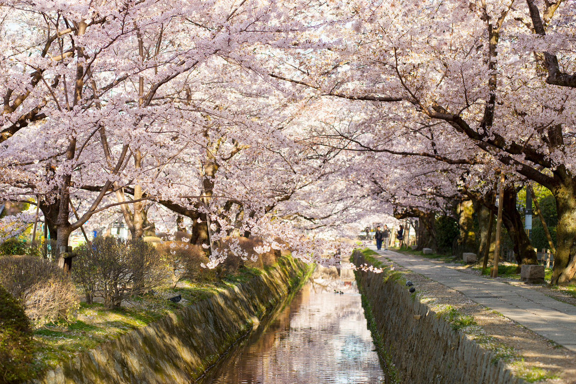 京都-桜-哲学の道