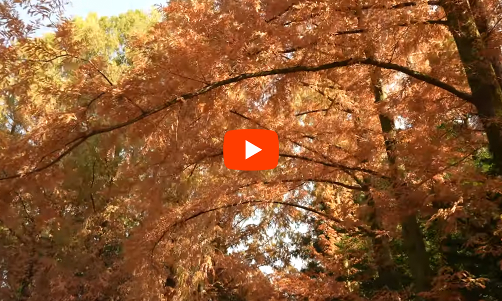 京都 京都府立植物園 紅葉(4K) カエデ・エリシア京都 caede|L’ELISIR KYOTO