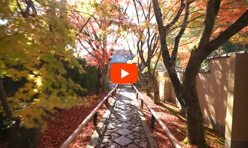 京都 光悦寺 紅葉(4K) カエデ・エリシア京都 caede|L’ELISIR KYOTO