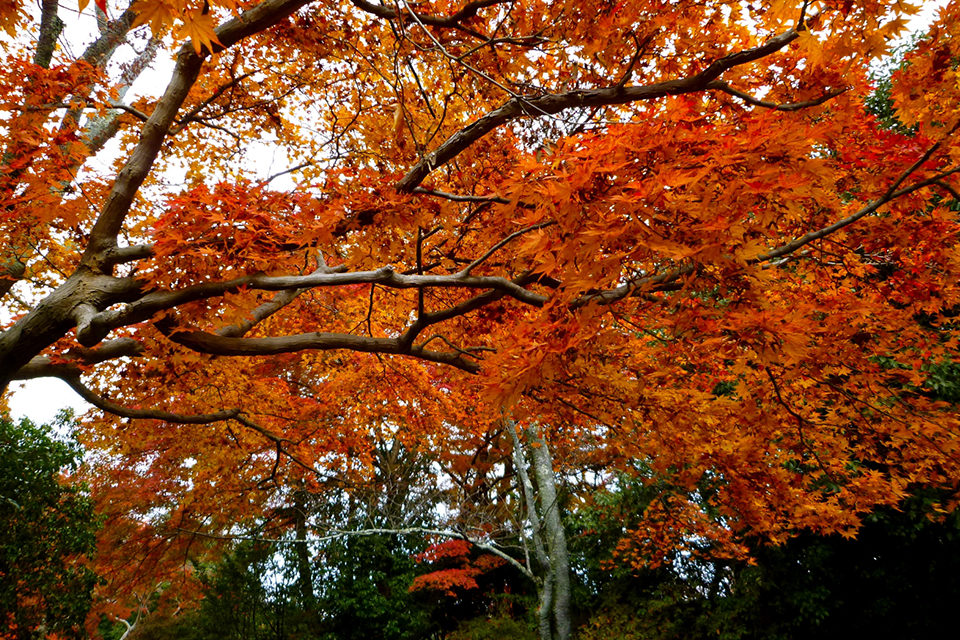 紅葉の季節、京都はたくさんの見どころに溢れています。でも時間に制約があると取捨選択して日帰りツアーになることも。