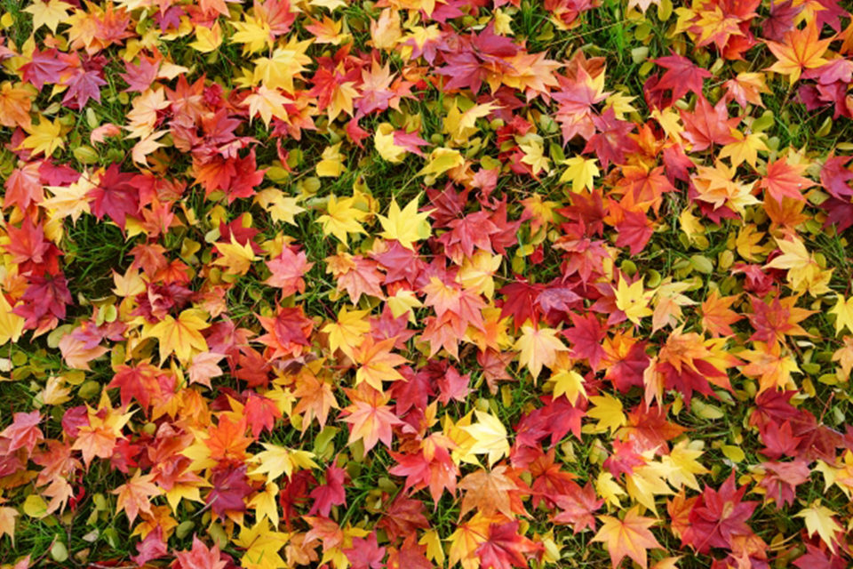 紅葉狩りスポットの穴場！京都植物園で美しい紅葉を楽しむ方法をご紹介！