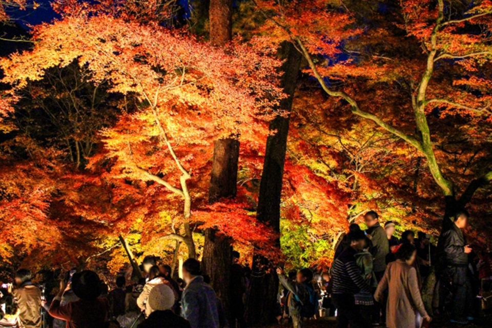 紅葉の季節に合わせて観光地や観光寺院ではさまざまな行事が催されます。イベントから探る秋の京都大全。