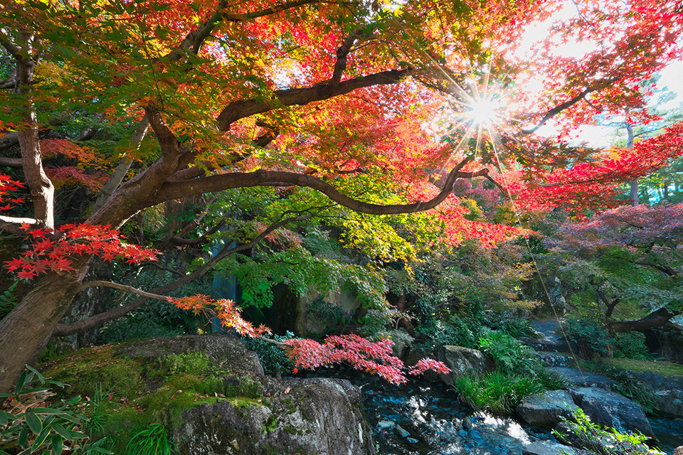 隨意享受 6個在京都可以看到紅葉的公園 Caedekyoto カエデ京都 紅葉と伝統美を引き継ぐバッグ