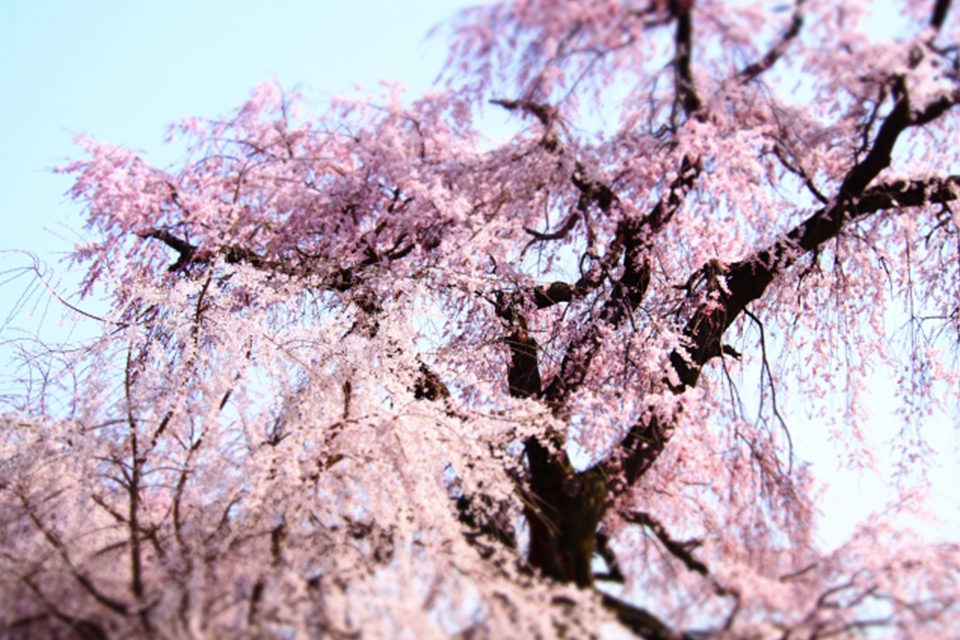 多くの木々が植わっている場所では紅葉が存分に楽しめます 祇園の円山公園はそうした場所の代表格 Caedekyoto カエデ京都 紅葉と伝統美を引き継ぐバッグ