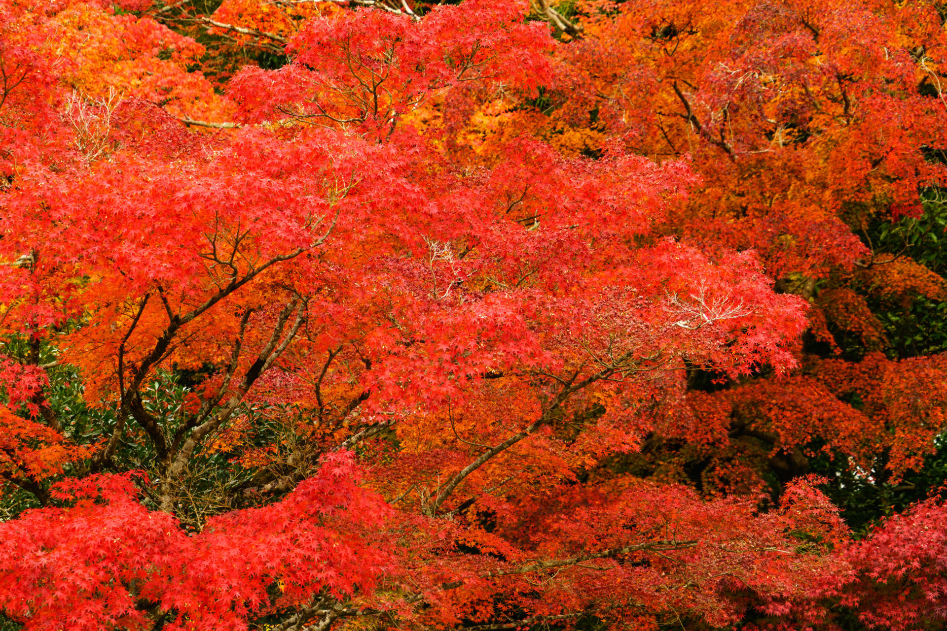 京都 嵐山の紅葉が最も美しい時期は 嵐山の紅葉の見ごろと見どころをまとめました Caedekyoto カエデ京都 紅葉と伝統美を引き継ぐバッグ