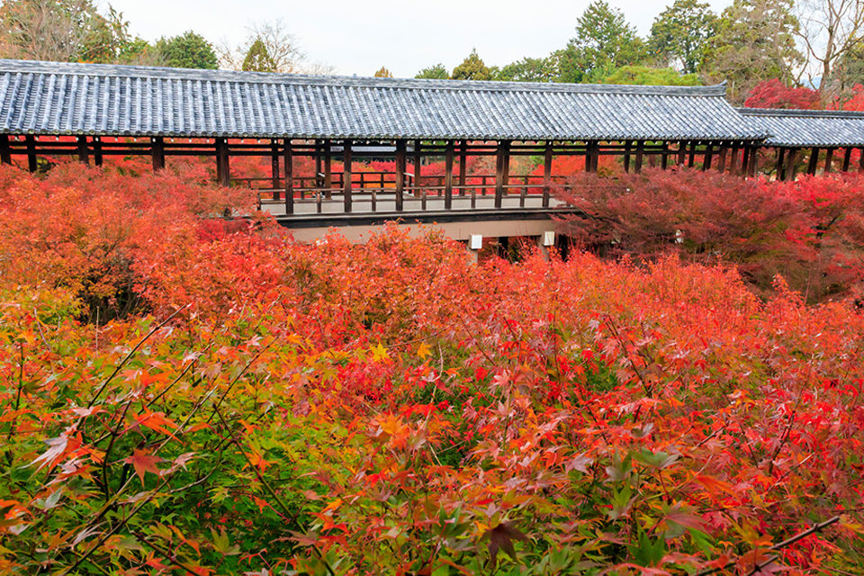 東山の東福寺 京都屈指の紅葉名所として有名な禅寺の歴史と見どころ 混雑時の対応策などをまとめてどうぞ Caedekyoto カエデ京都 紅葉 と伝統美を引き継ぐバッグ