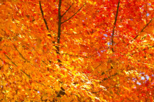 高桐院　紅葉
