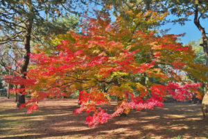 圓徳院 紅葉