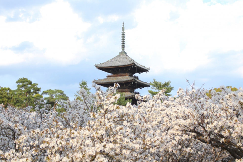 秘宝と季節の彩りを求めて「御室」へ。遅咲き桜で有名な御室仁和寺には、秋の魅力もたっぷり備わっています。