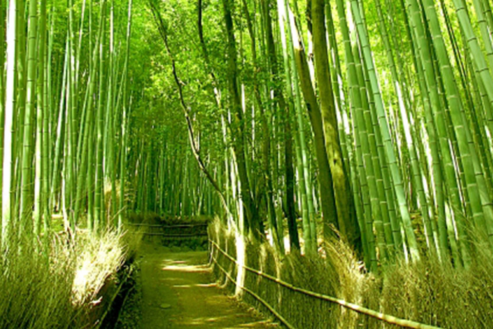 奥嵯峨の入口にあたる「竹林の小径」、微かな笹の葉擦れに耳を傾けると、失われた大竹藪が見えるかも