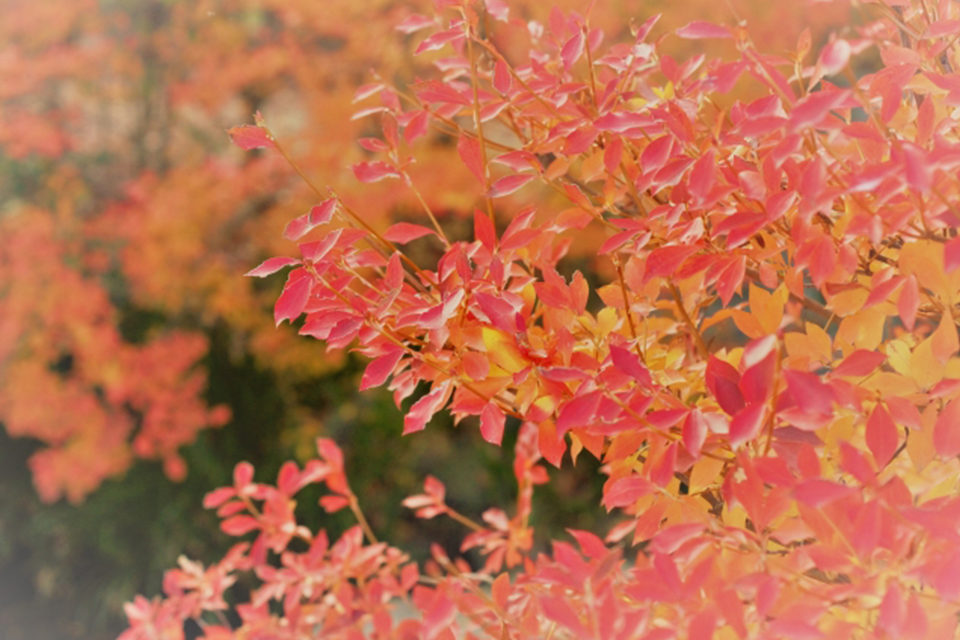 美しい紅葉を何倍も楽しめる秋の京都でのピクニック！ピクニックにおすすめの紅葉スポットをご紹介！