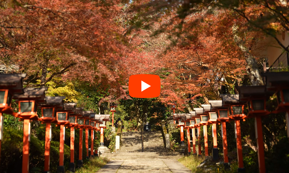 京都 鞍馬寺 紅葉(4K) カエデ・エリシア京都 caede|L’ELISIR KYOTO