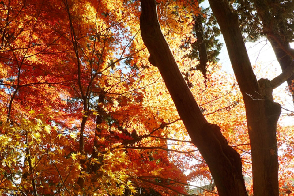 京都の紅葉は京都市だけじゃない 長岡京市で楽しむことができる紅葉の名所をご紹介 Caedekyoto カエデ京都 紅葉と伝統美を引き継ぐバッグ