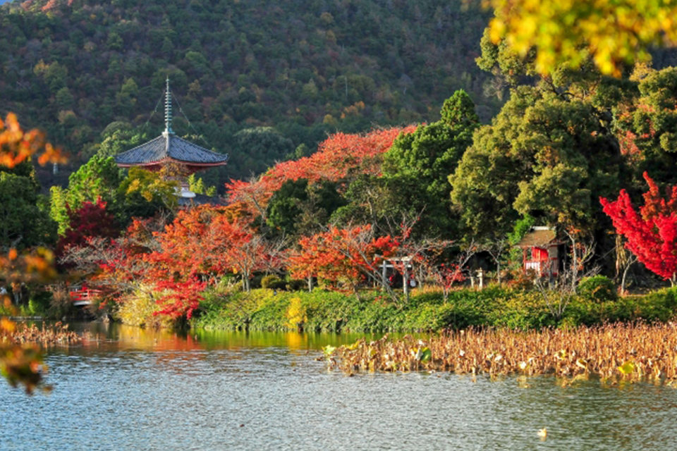 大覚寺の歴史や魅力に迫ってみませんか Caedekyoto カエデ京都 紅葉と伝統美を引き継ぐバッグ