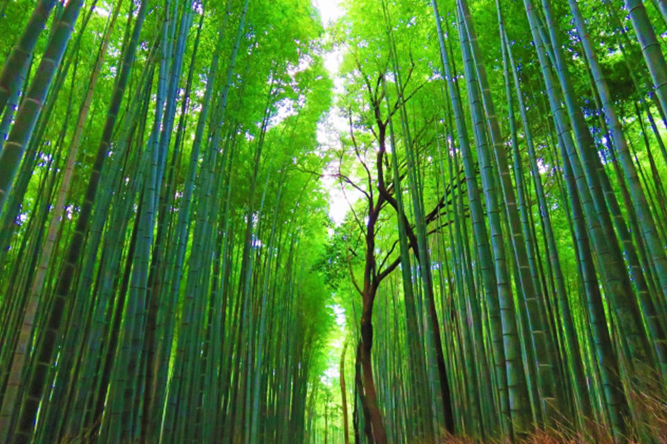 京都 嵐山で美しい紅葉と圧巻の竹林を鑑賞 おすすめの紅葉の名所とライトアップ情報をご紹介 Caedekyoto カエデ京都 紅葉と伝統美を引き継ぐバッグ