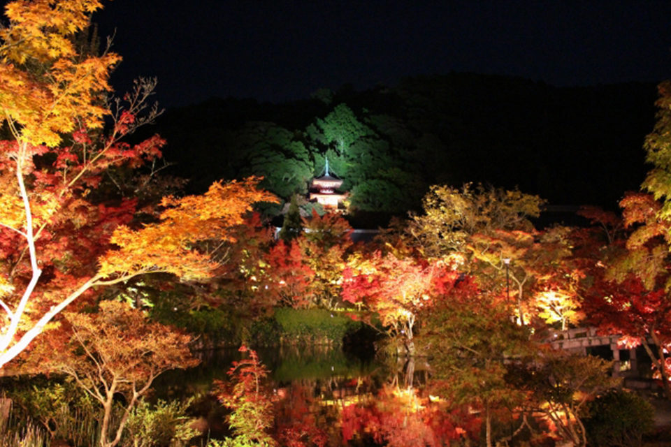 夜の紅葉狩りは京都 永観堂 鮮やかな紅葉を照らすライトアップは格別な美しさ Caedekyoto カエデ京都 紅葉と伝統美を引き継ぐバッグ