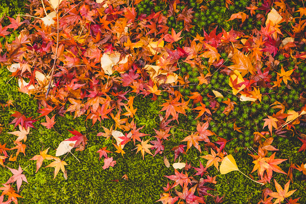 京都 伏見神社 紅葉