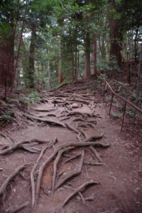 木の根道