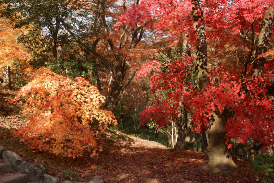 京都の紅葉の穴場スポット？！西山の紅葉の名所と見どころをご紹介！！